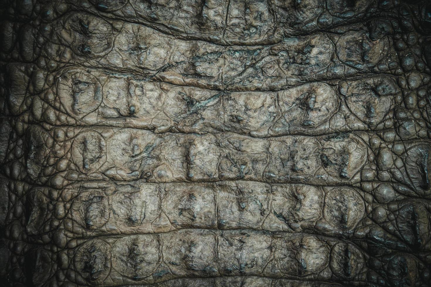 crocodile leather texture closeup background photo