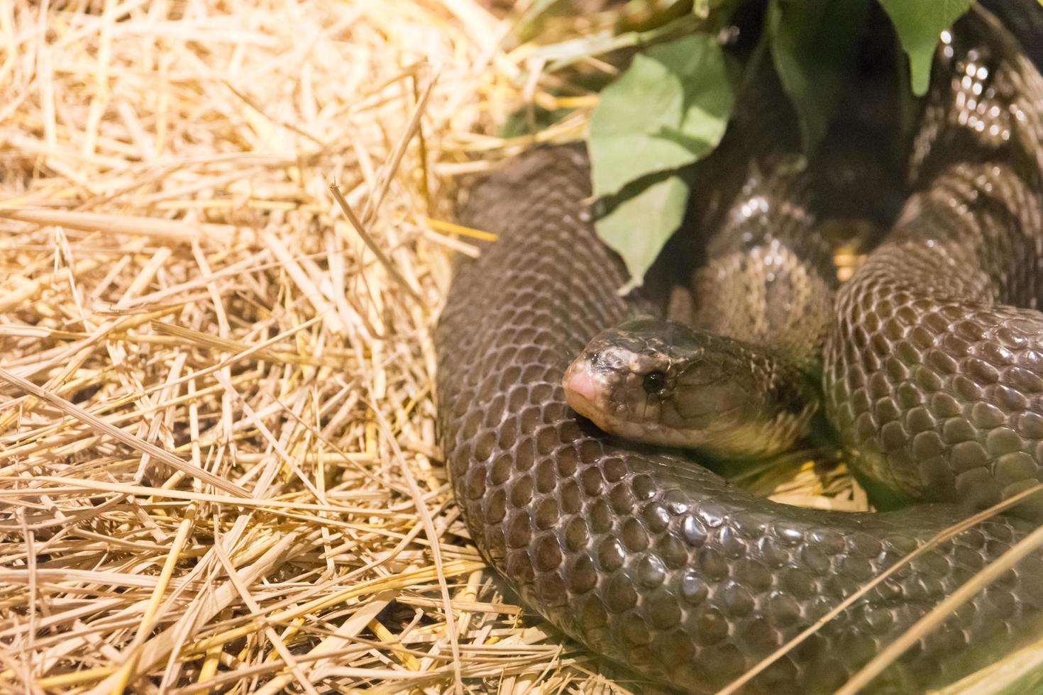 serpiente salvaje peligrosa foto