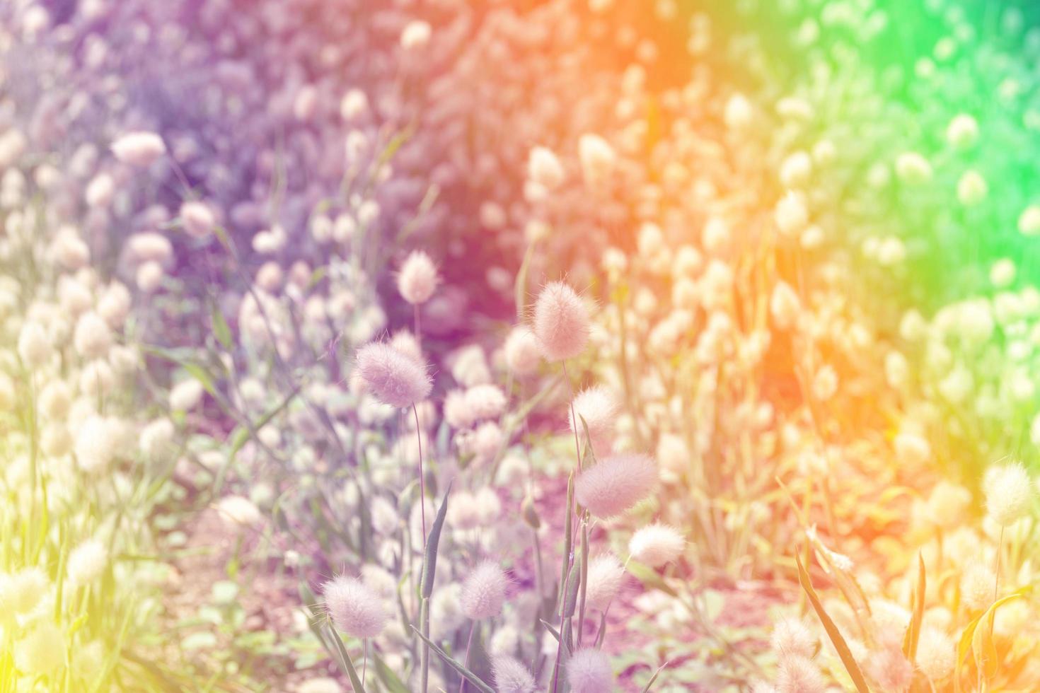Beautiful multicolored flowers background photo