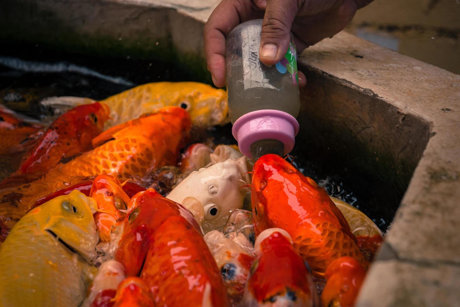 Fancy carp eating food with baby bottle photo