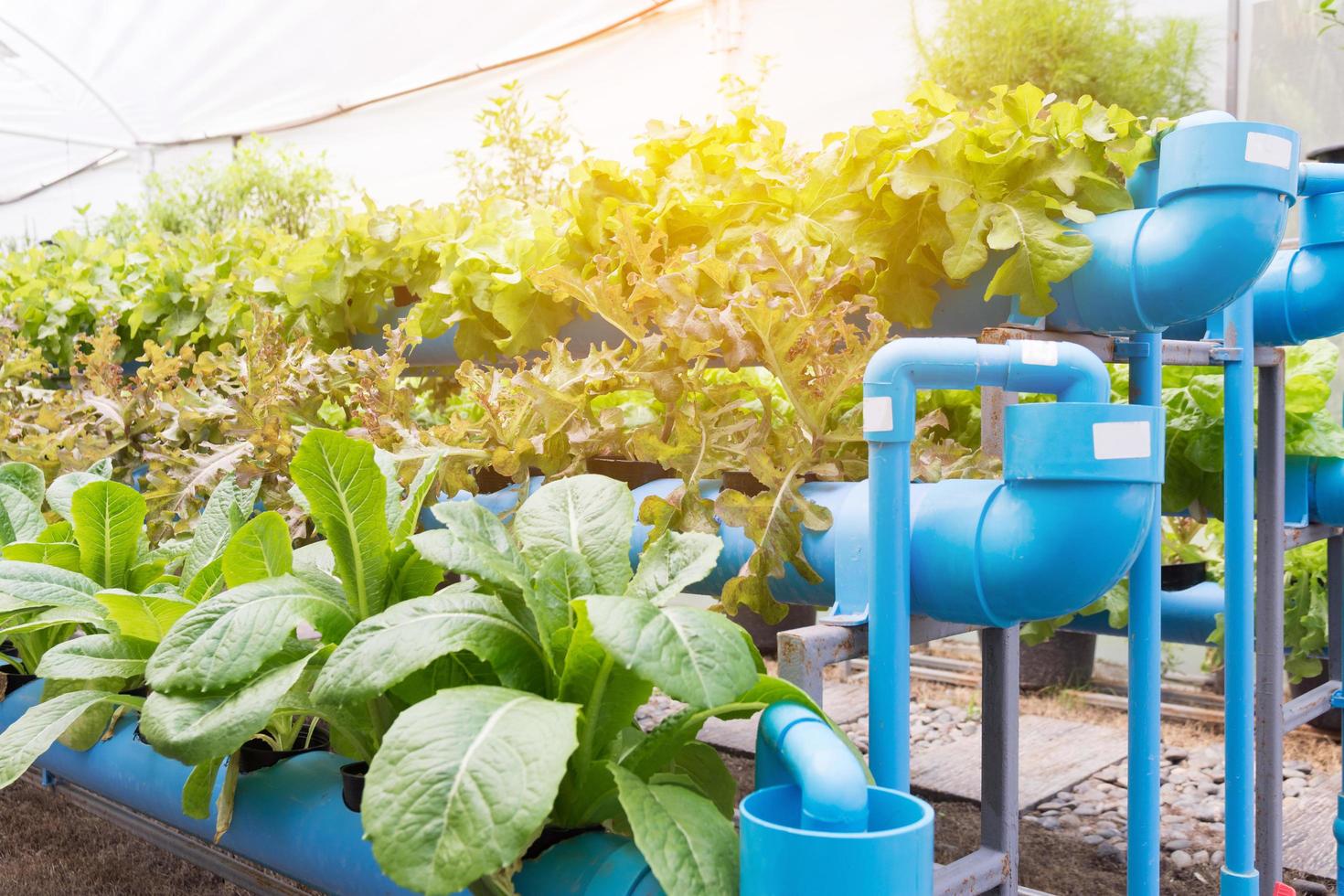 granja de cultivo de vegetales hidropónicos orgánicos foto