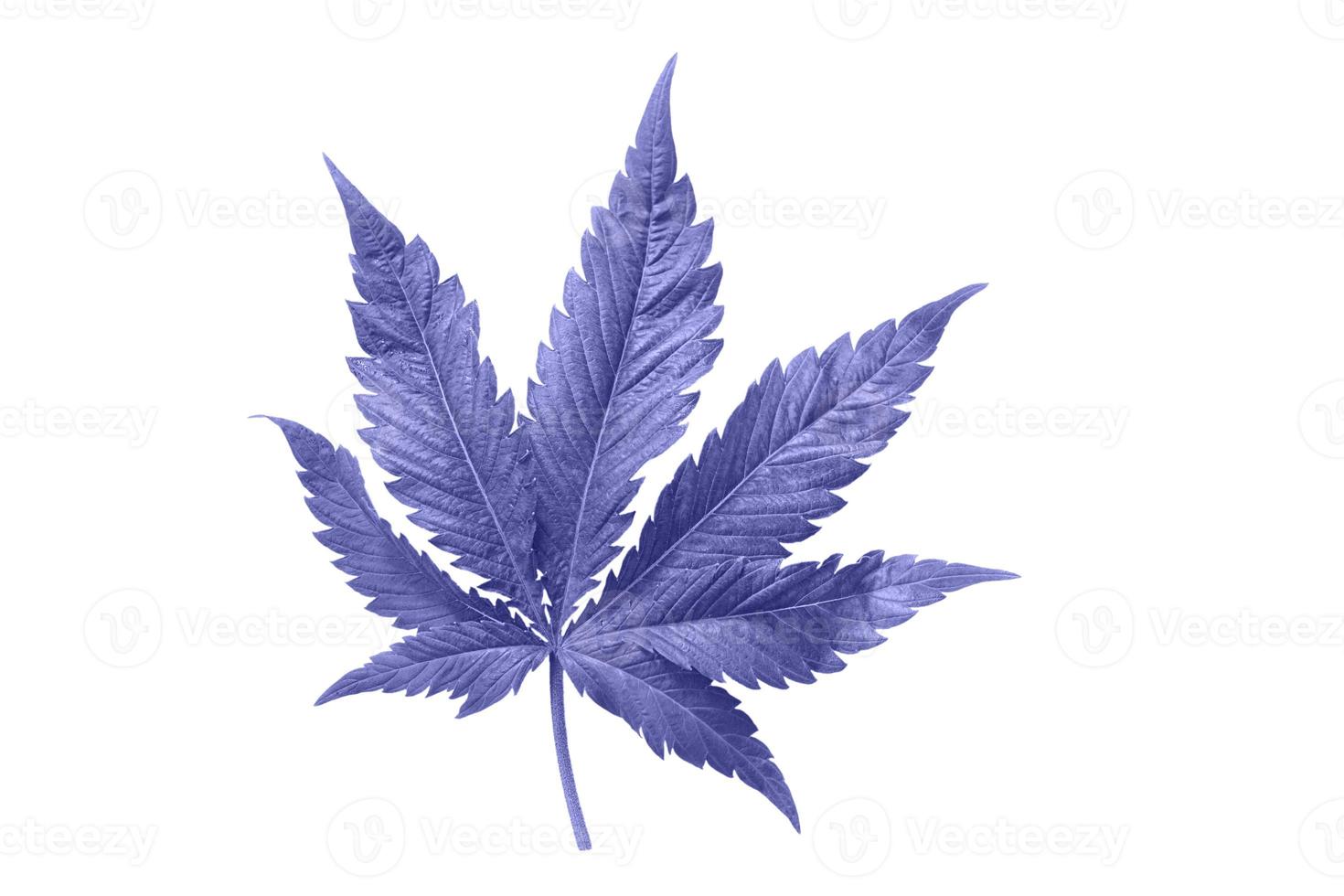 hoja de cannabis sobre un fondo blanco aislado. Las hojas de marihuana medicinal de la variedad jack herer son un híbrido de sativa e indica. foto