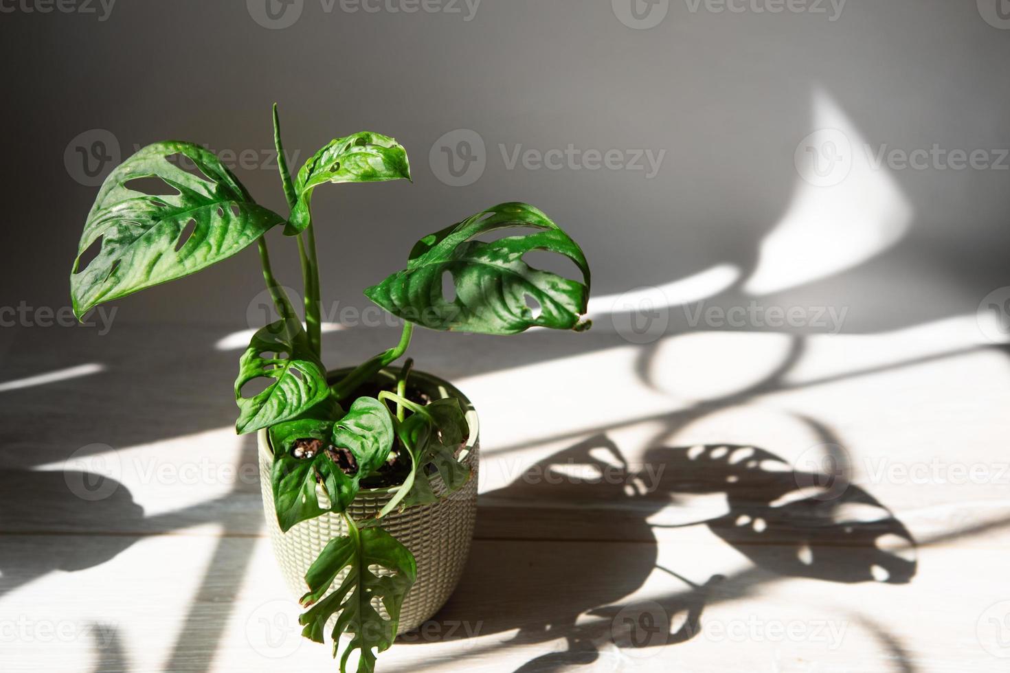 Monstera obliqua Monkey Mask close-up leaf on the windowsill in bright sunlight with shadows. Potted house plants, green home decor, care and cultivation photo