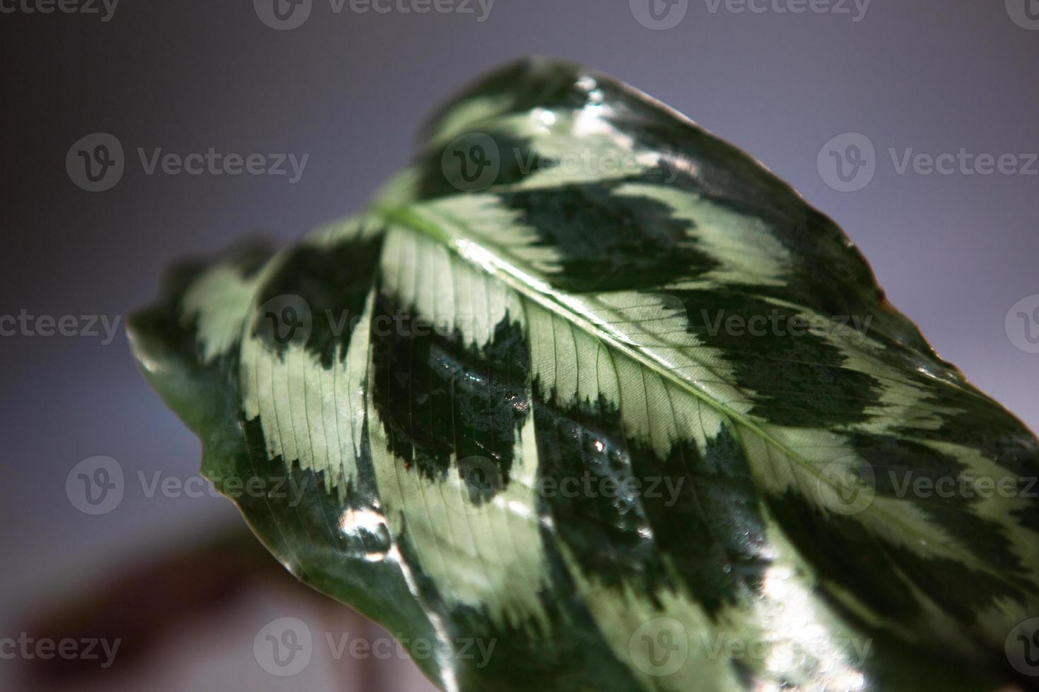 Leaf Calathea Helen Kennedy green pattern close-up on the windowsill in bright sunlight with shadows. Potted house plants, green home decor, care and cultivation, marantaceae variety. Copy space photo