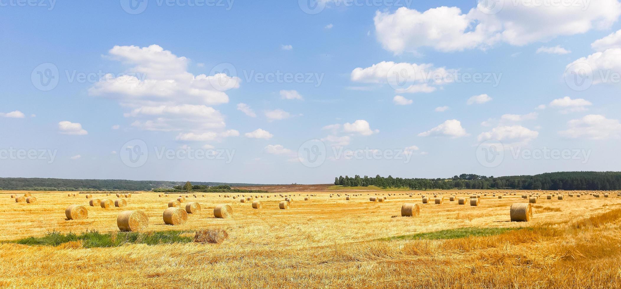 desagües redondos de oro en el campo. la cosecha de grano, trigo. cosecha de heno para ganadería, agricultura, cultivos de cereales foto