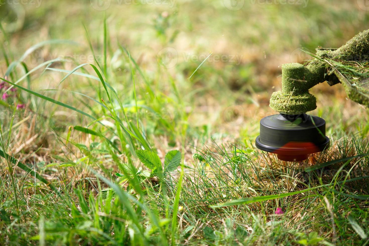Trimer mows grass close-up. Fishing line in motion and grass particles in the air. Care of the lawn and the area near the house, summer cottage, landscape design, floristry, garden and crop. Copyspace photo