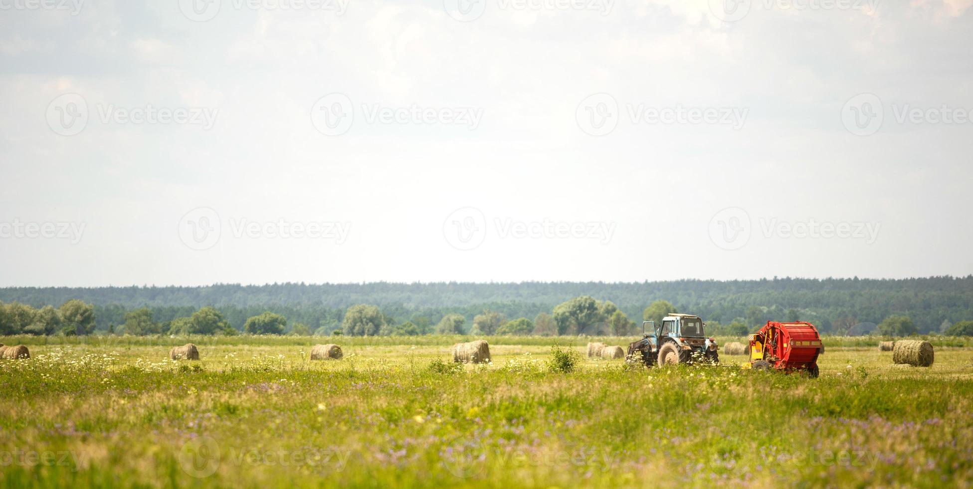 Green field with white flowers in summer. A tractor collects grass in round stacks in the background. Harvesting, agricultural machinery, livestock feed, combine work photo