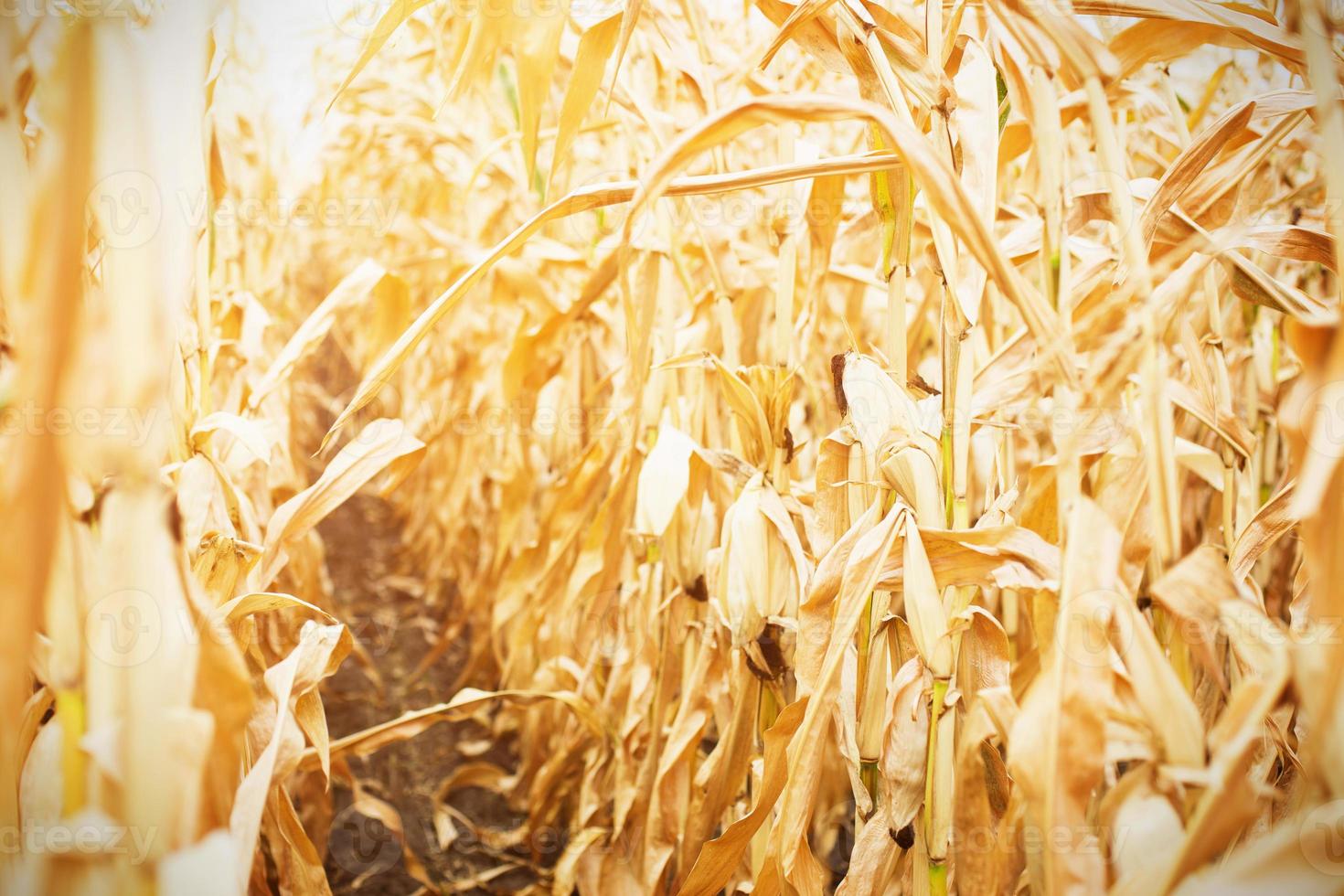 Rows of ripe corn on a dry plantation. Path between plantings of grain crops, beds with crops. Space for text photo