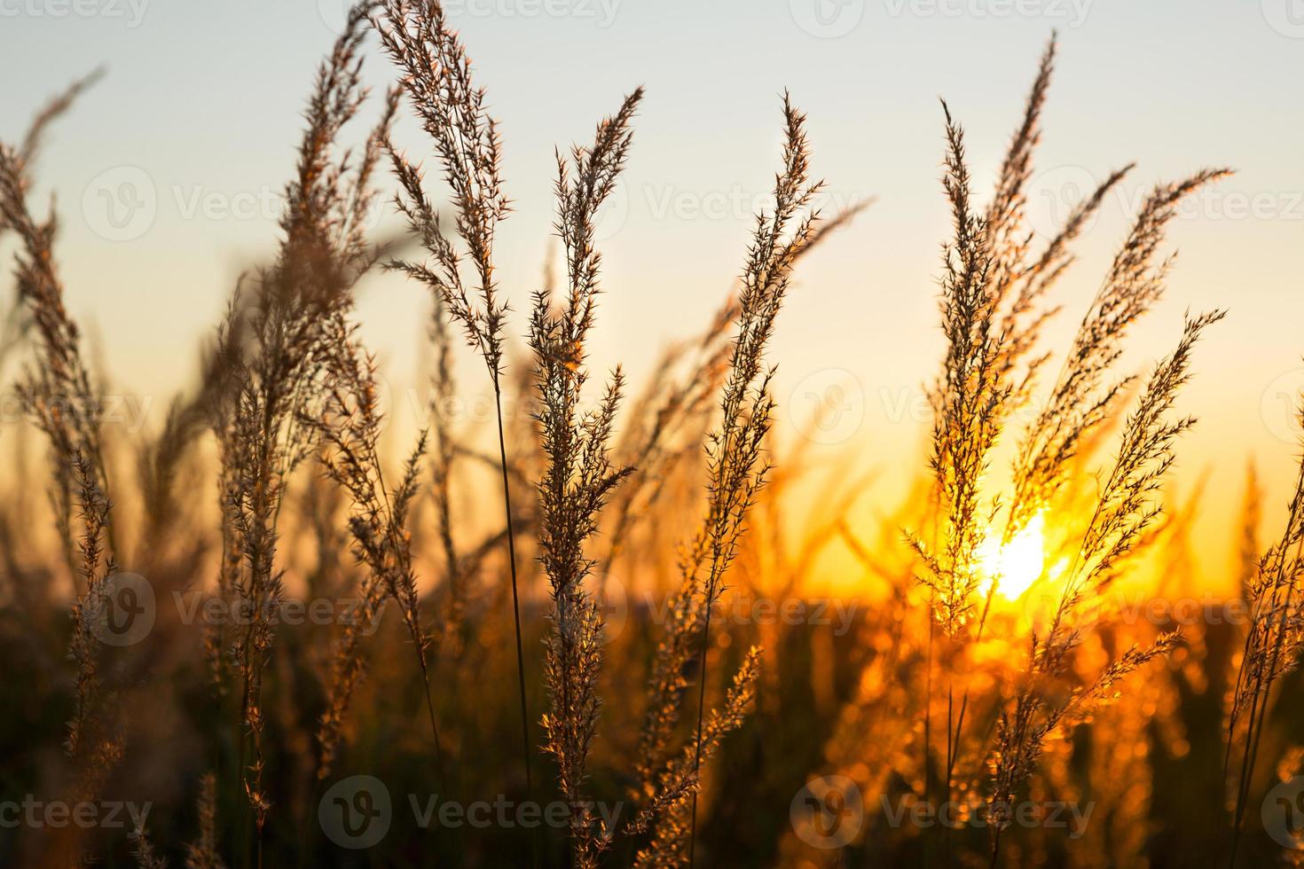 Dry grass-panicles of the Pampas against orange sky with a setting sun. Nature, decorative wild reeds, ecology. Summer evening, dry autumn grass photo