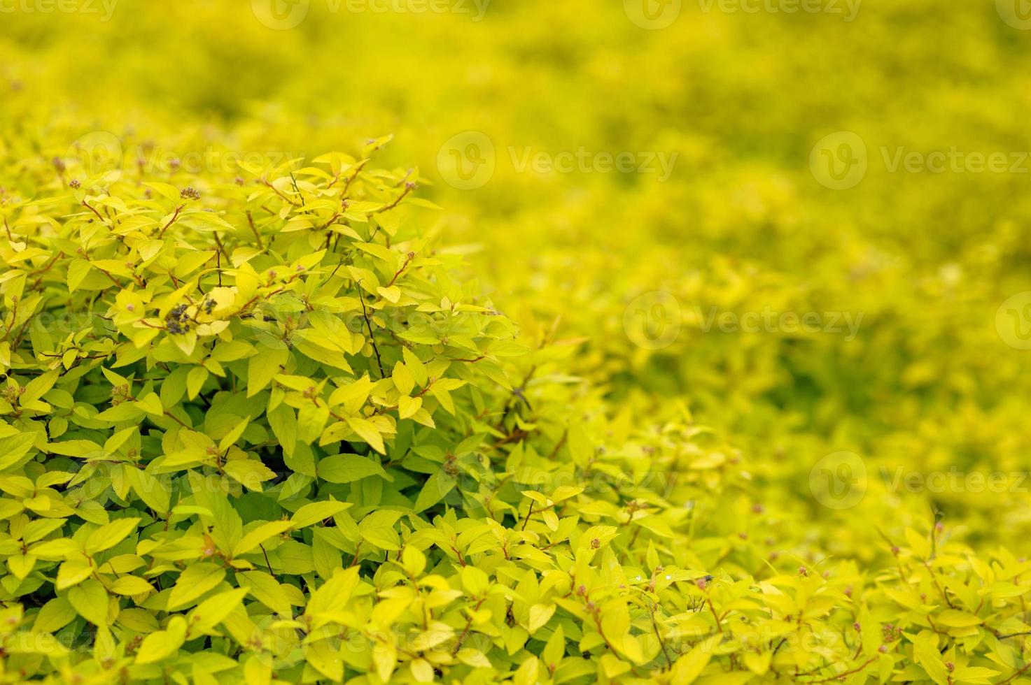 Natural background with yellow leaves. photo