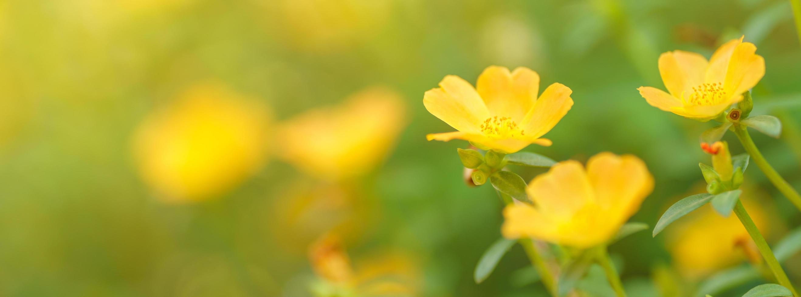 primer plano de flor amarilla con hoja verde bajo la luz del sol con espacio de copia utilizando como fondo el paisaje de plantas naturales, concepto de página de portada de ecología. foto
