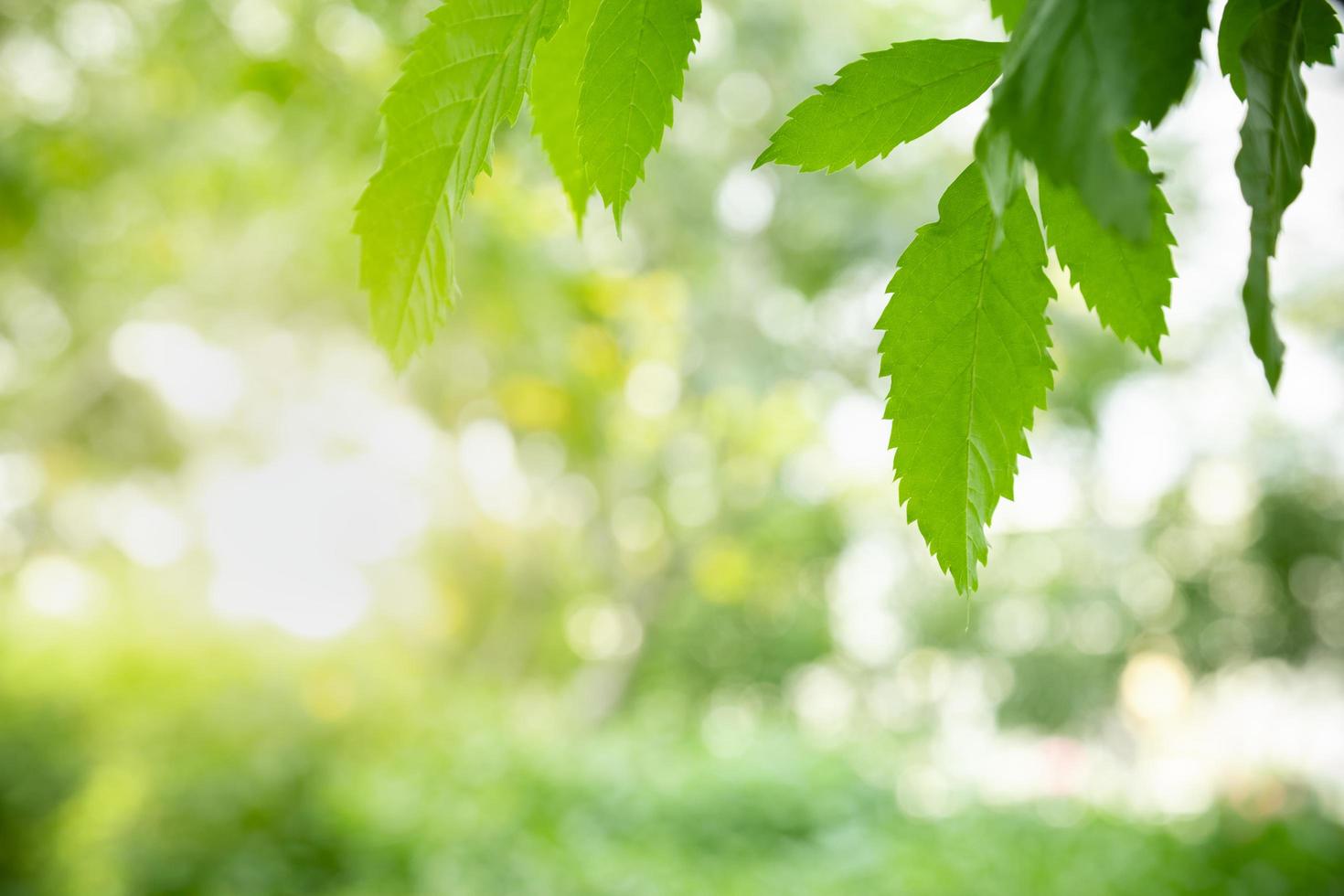 Close up of nature view green leaf on blurred greenery background under sunlight with bokeh and copy space using as background natural plants landscape, ecology wallpaper concept. photo