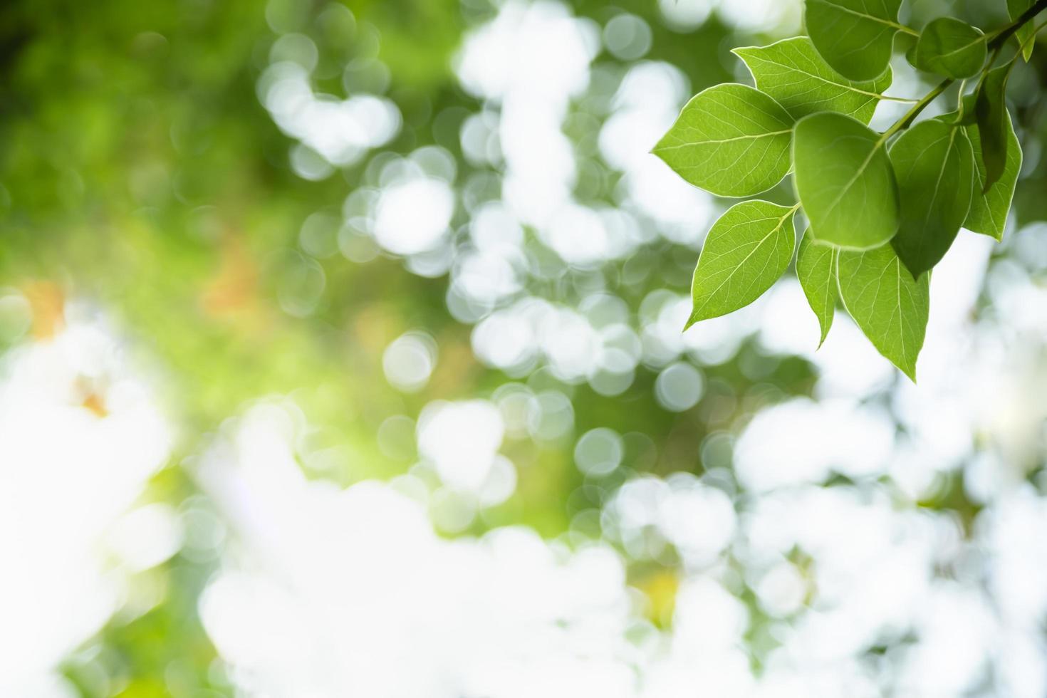 primer plano de la vista de la naturaleza hoja verde sobre fondo verde borroso bajo la luz del sol con bokeh y espacio de copia utilizando como fondo el paisaje de plantas naturales, concepto de cubierta ecológica. foto