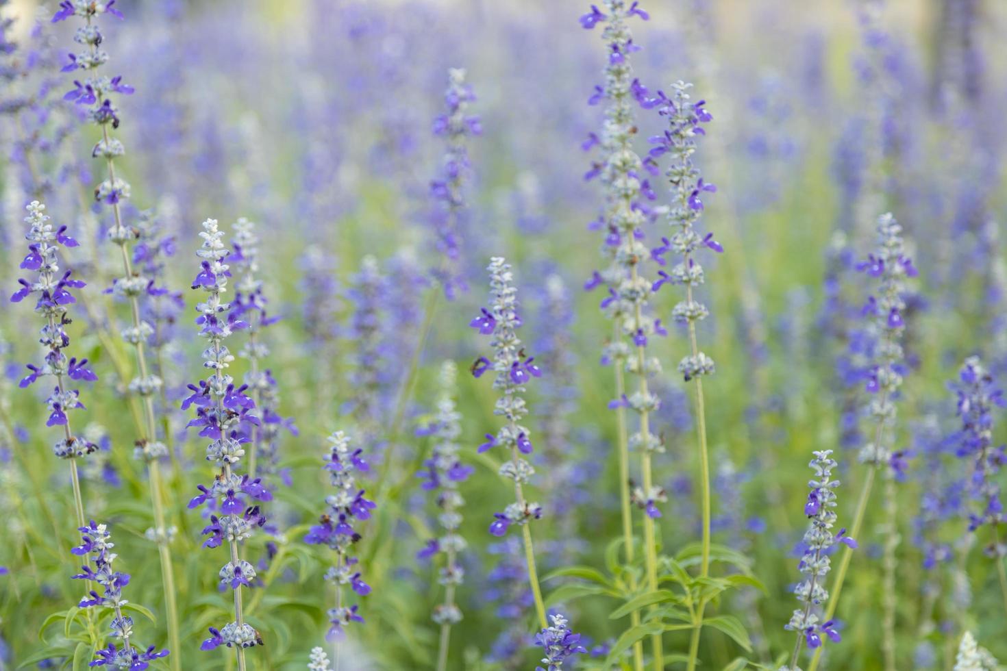Close up of nature violet purple blue flower on blurred green leaf background under sunlight with bokeh and copy space using as background natural plants landscape, ecology cover concept. photo