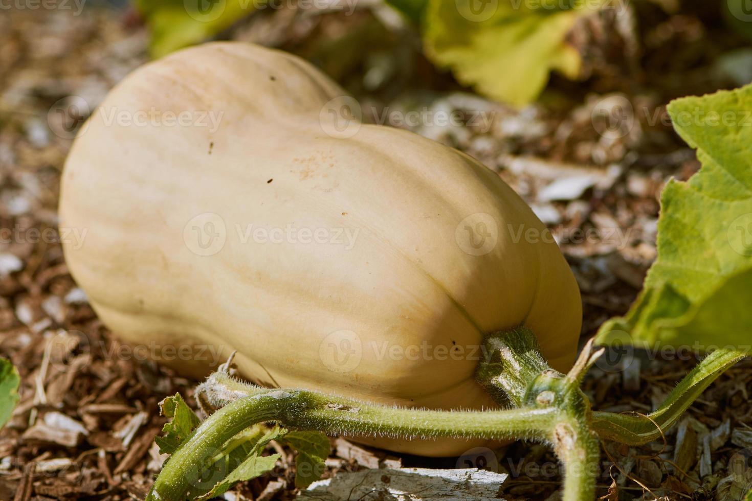 butternut squash growing in the field photo