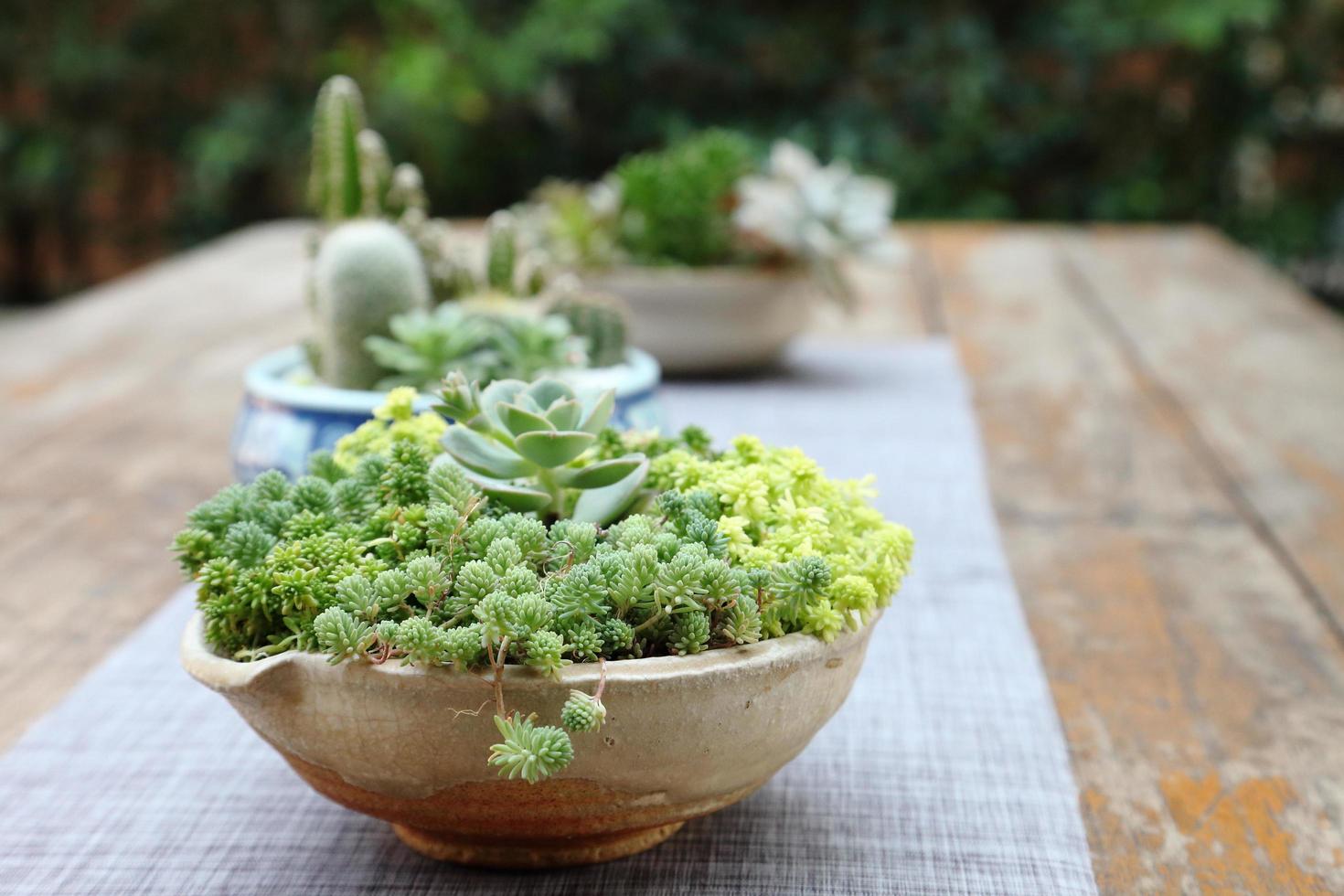 Mix variety of succulent and sedum decorating as a house plant for limited space gardening photo