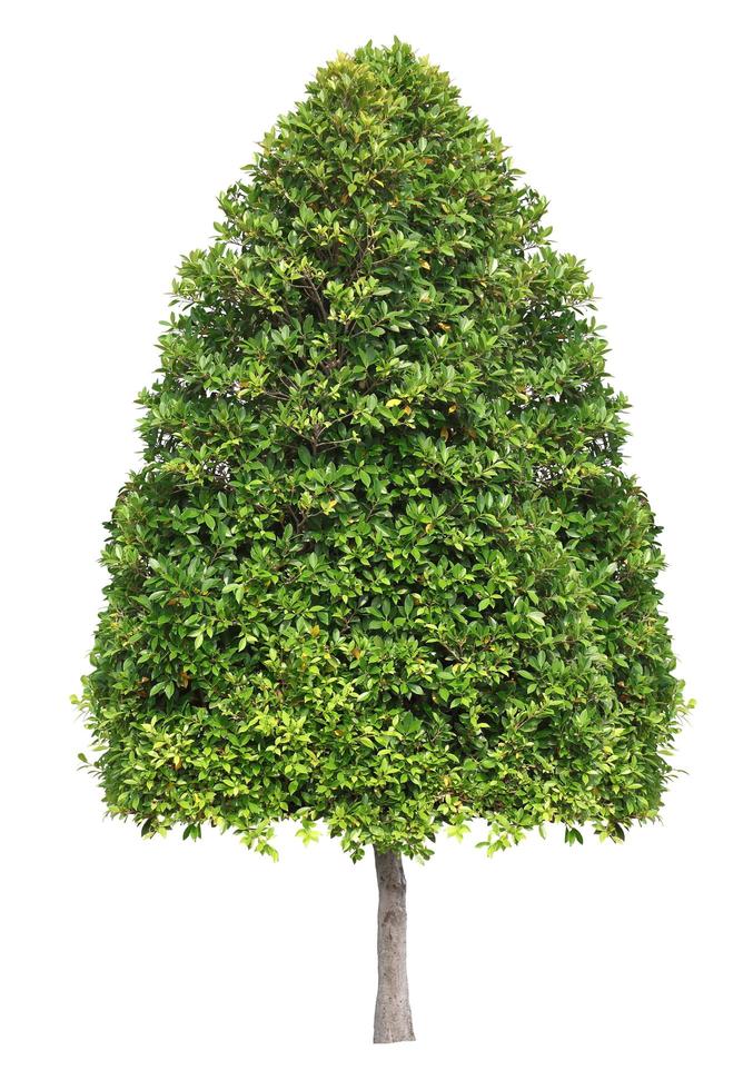 Symmetric cone shape trim topiary tree isolated on white background for formal and artistic design garden photo