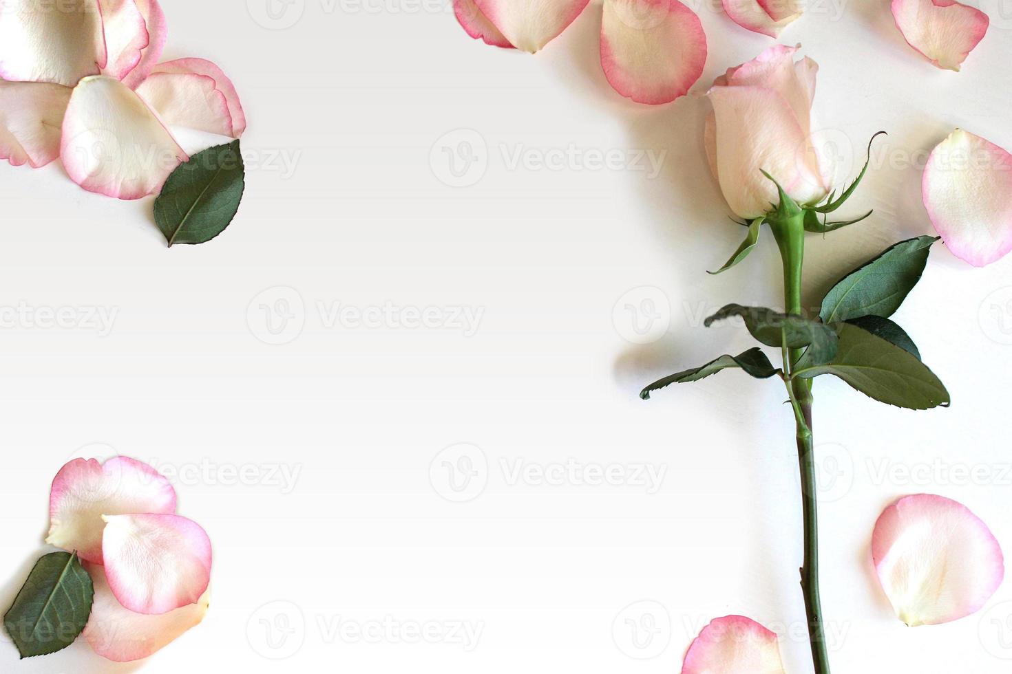 fondo blanco con rosa y pétalos foto