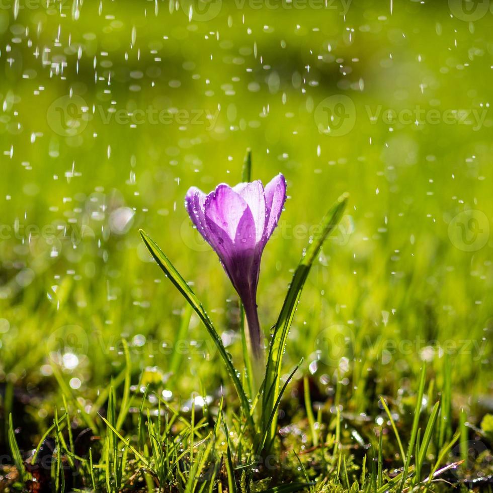 la única flor de azafrán púrpura en gotas de lluvia ligera de verano foto