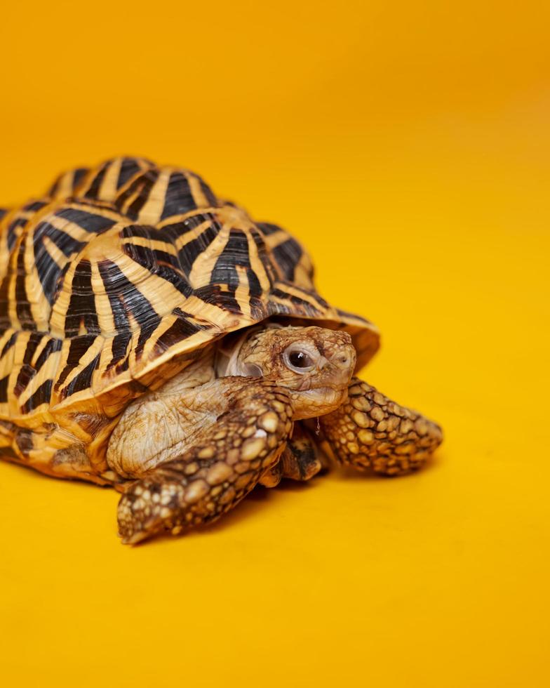 Indian star are very rare reptiles, these animals are also classified as ancient animals because they can be hundreds of years old. The tortoise, which can only live on land, can't live in water. photo
