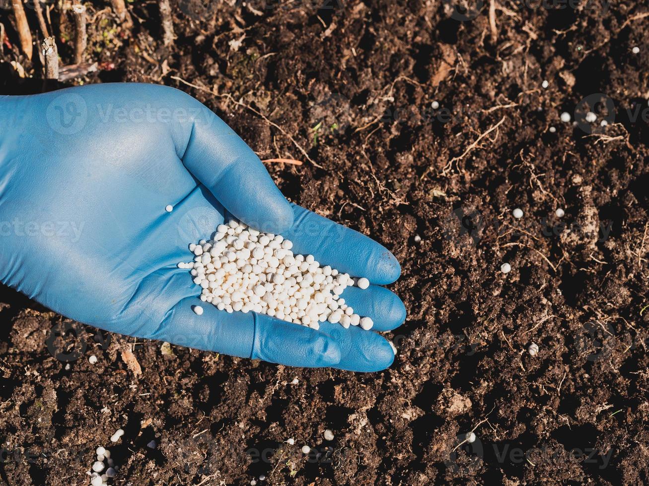 la aplicación de fertilizantes nitrogenados en el suelo a principios de primavera, cuidado de las plantas foto