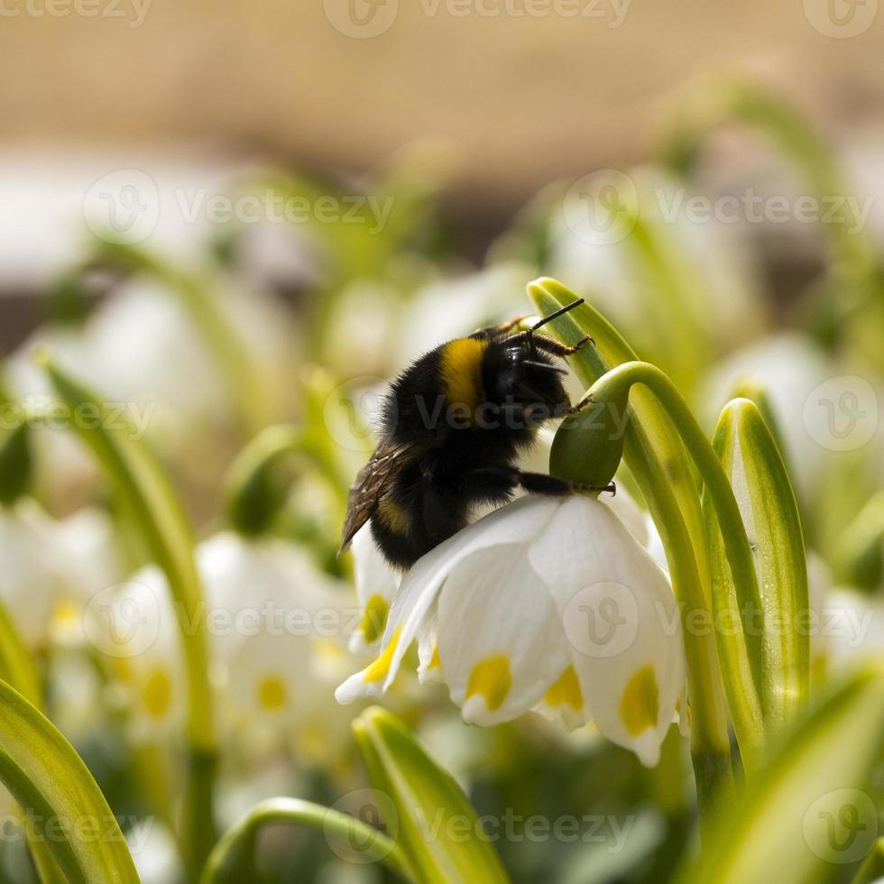 Close up Bumble bee sleeping on a flower 7186558 Stock Photo at Vecteezy