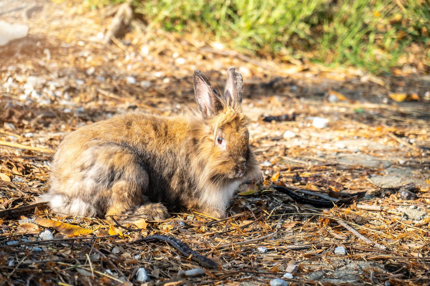 encantador conejito lindo y peludo, conejo en el prado hermosa escena primaveral, mirando algo mientras se sienta en la hierba verde sobre el fondo de la naturaleza. foto