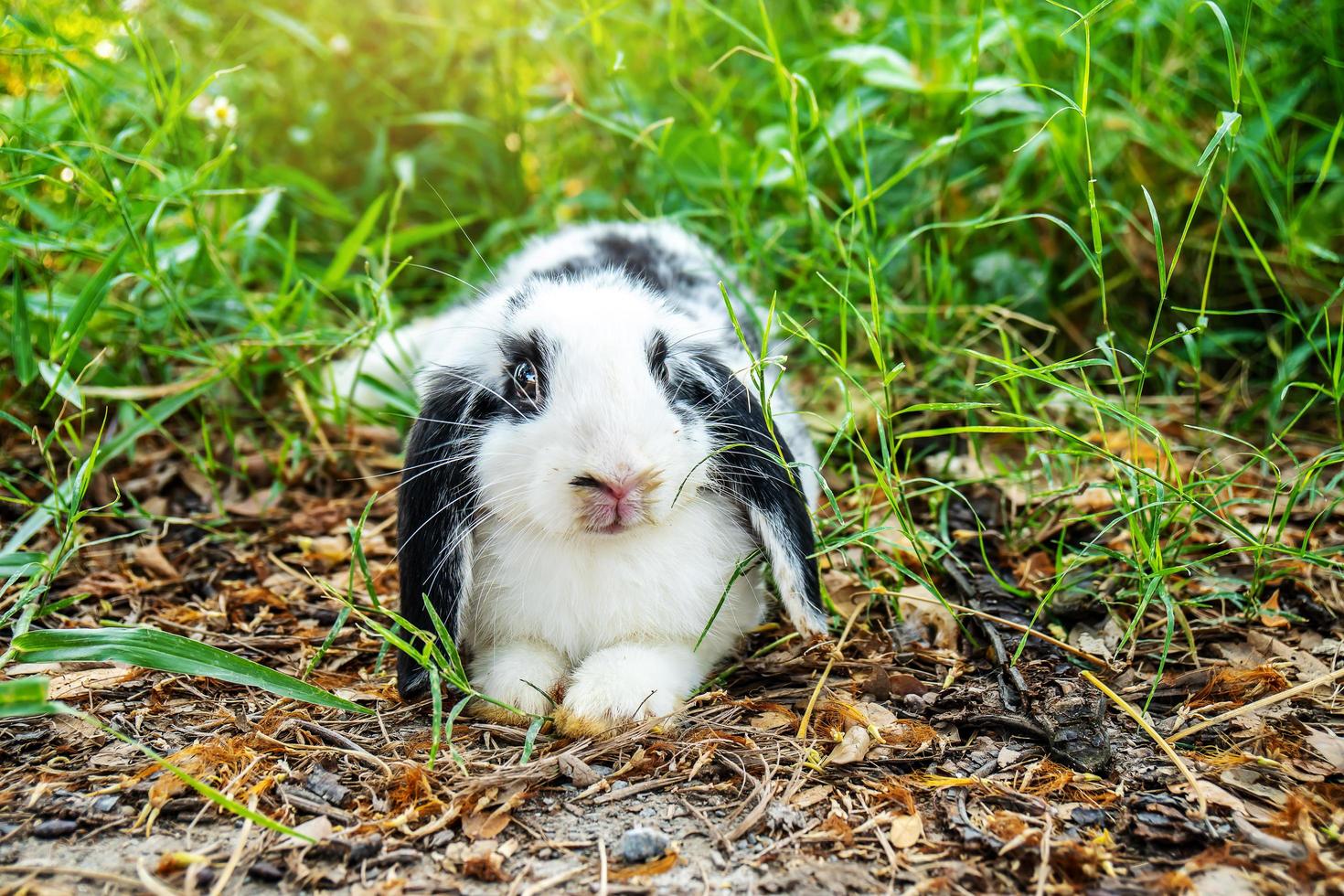 Lovely furry Cute bunny, Black and white rabbit in meadow beautiful spring scene, looking at something while sitting on green grass over nature background. photo