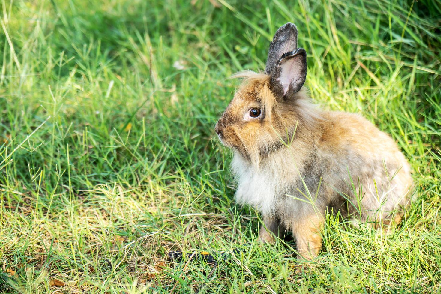 encantador conejito lindo y peludo, conejo en el prado hermosa escena primaveral, mirando algo mientras se sienta en la hierba verde sobre el fondo de la naturaleza. foto