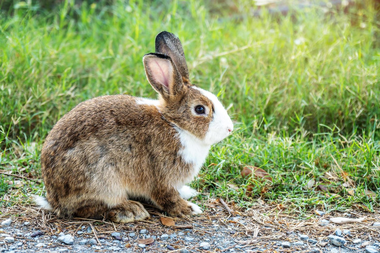 Lovely furry Cute bunny, rabbit in meadow beautiful spring scene, looking at something while sitting on green grass over nature background. photo