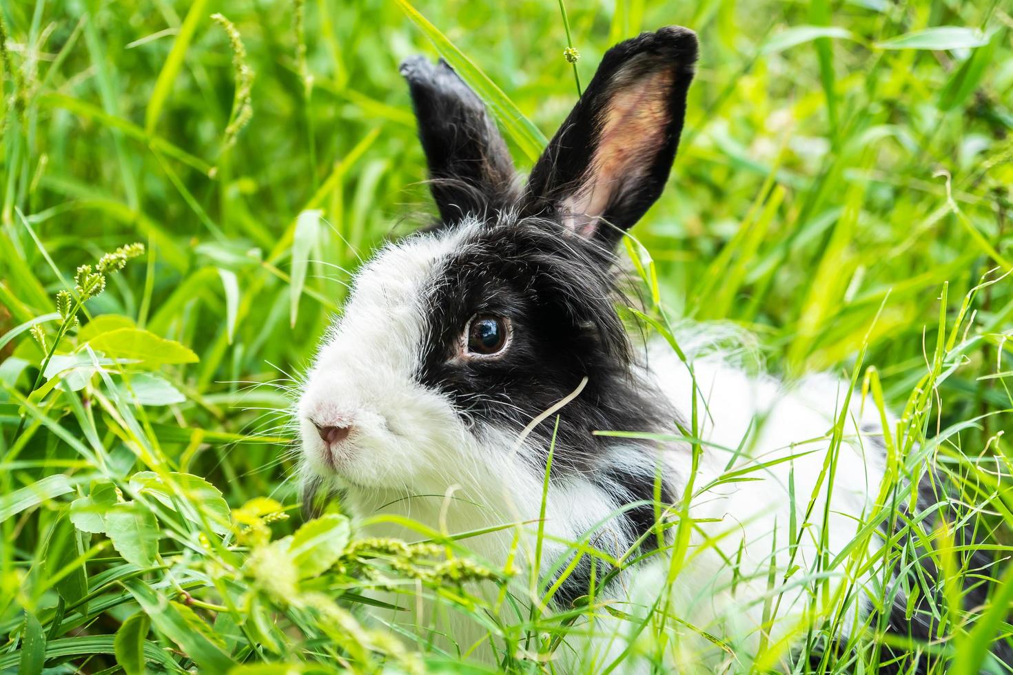 precioso conejito peludo, conejo blanco y negro en la pradera hermosa escena primaveral, mirando algo mientras se sienta en la hierba verde sobre el fondo de la naturaleza. foto