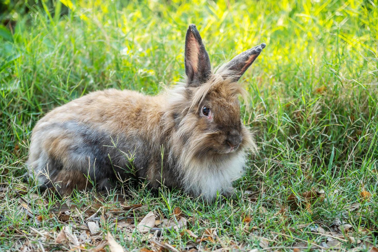 Lovely furry Cute bunny, rabbit in meadow beautiful spring scene, looking at something while sitting on green grass over nature background. photo