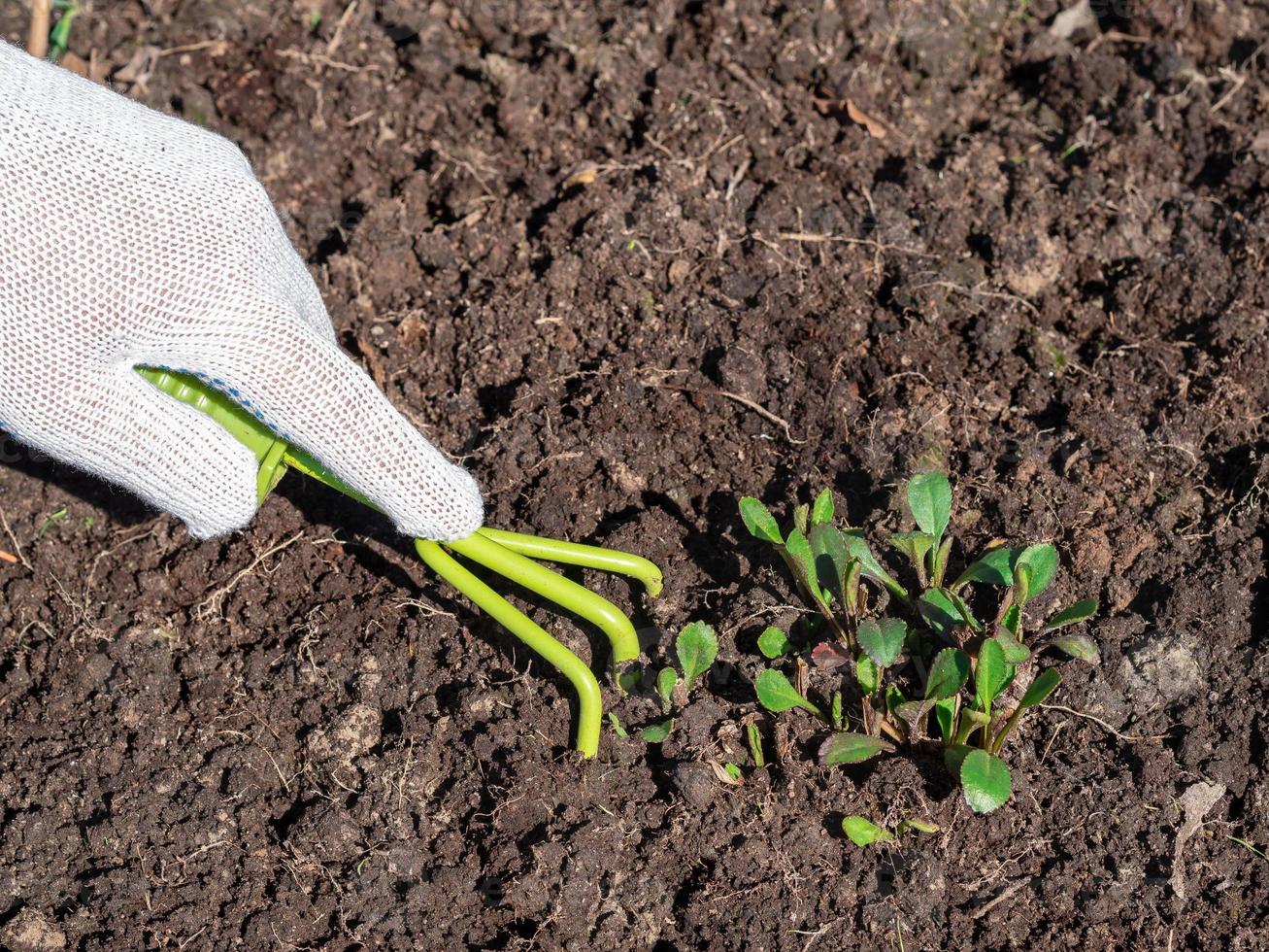 The hand in glove loosens the soil with a special tool hoe photo