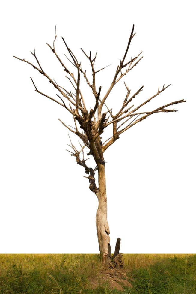 Isolated dead trees in rice fields. photo