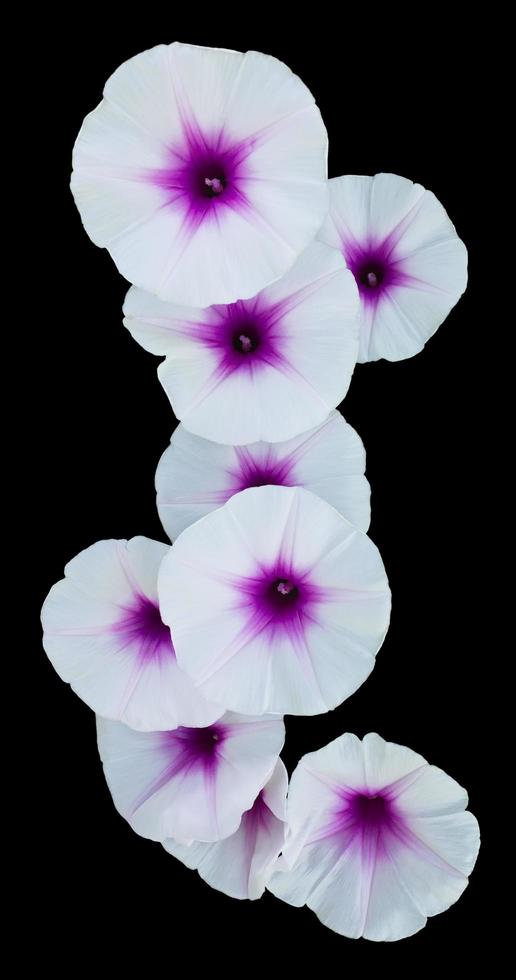 Isolates of morning glory flower. photo