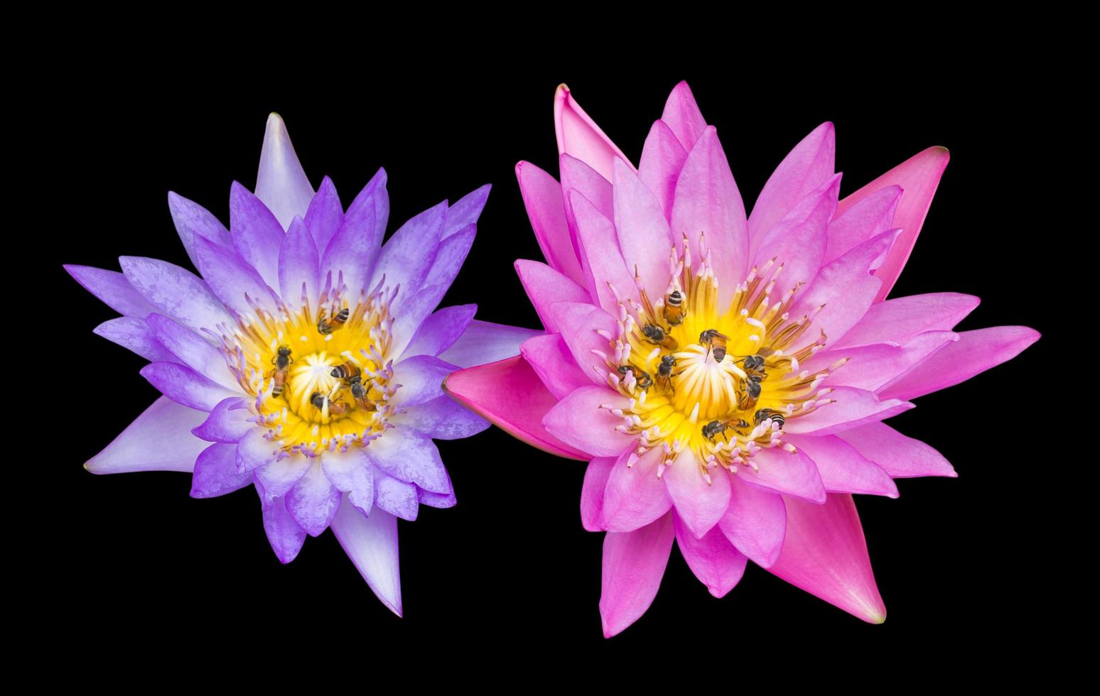 Pink with purple lotus flowers on a black background. photo