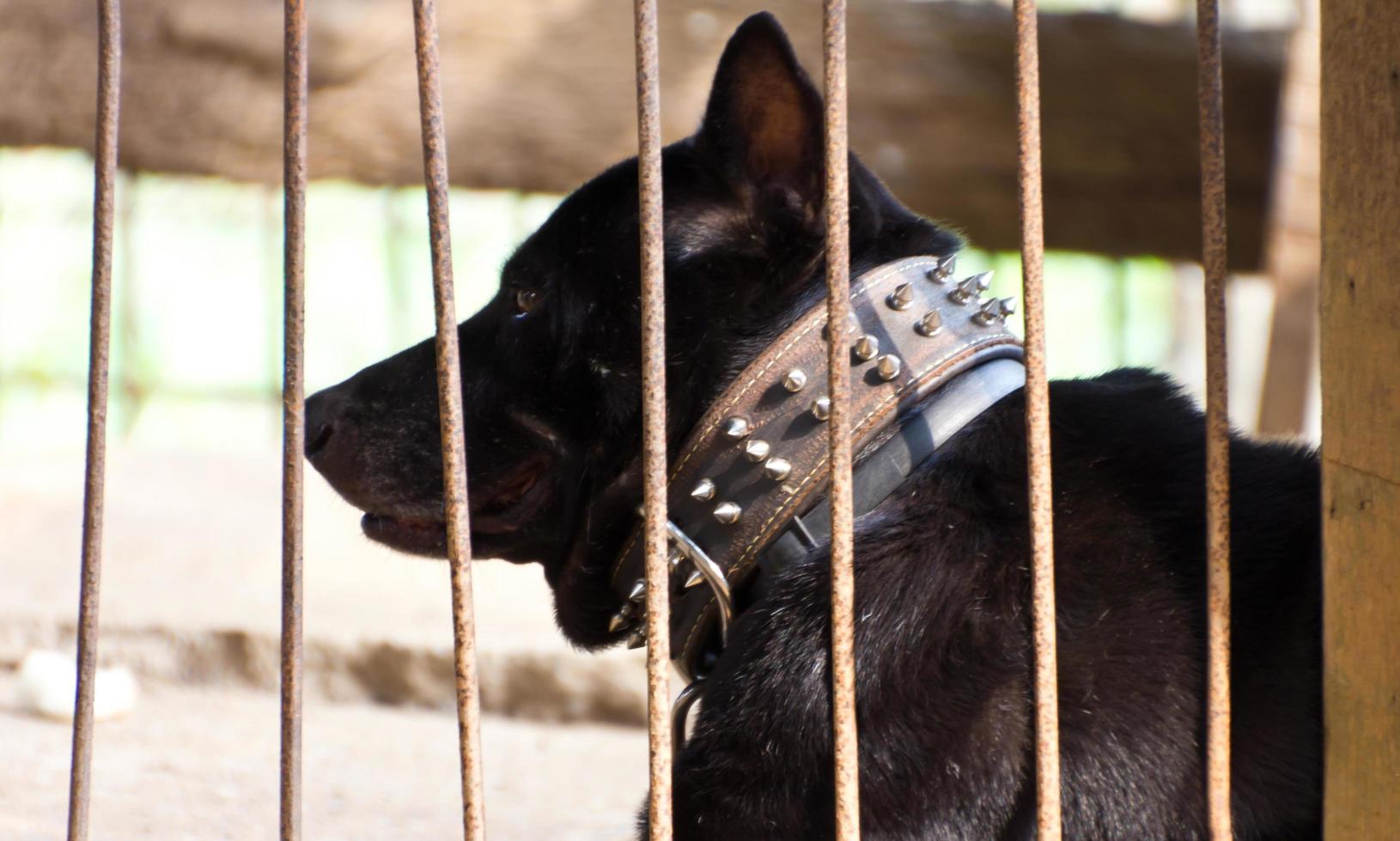 Black dog was left in the cage. photo