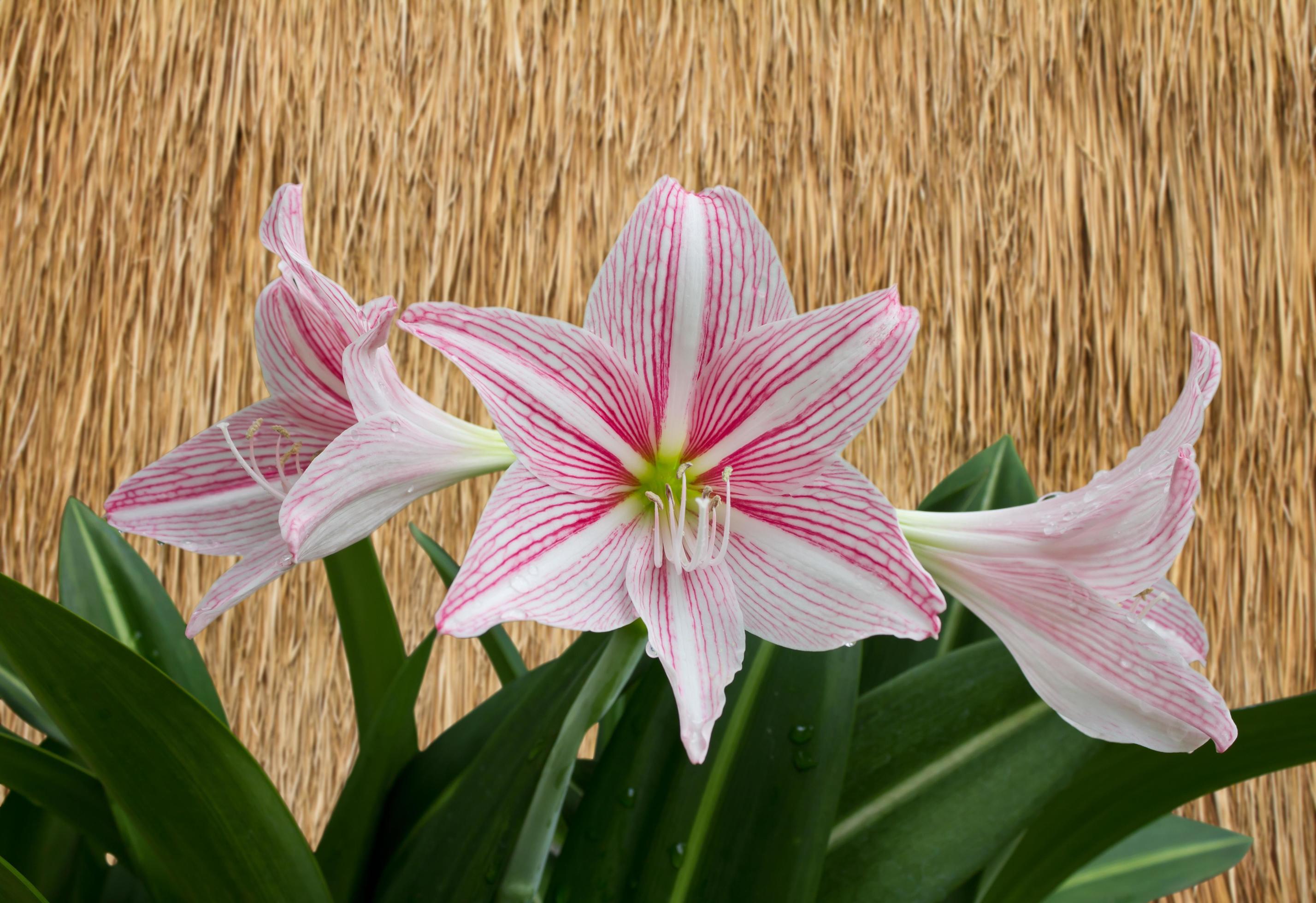 Herbal pink flowers and vetiver grass wall. 7188741 Stock Photo at Vecteezy