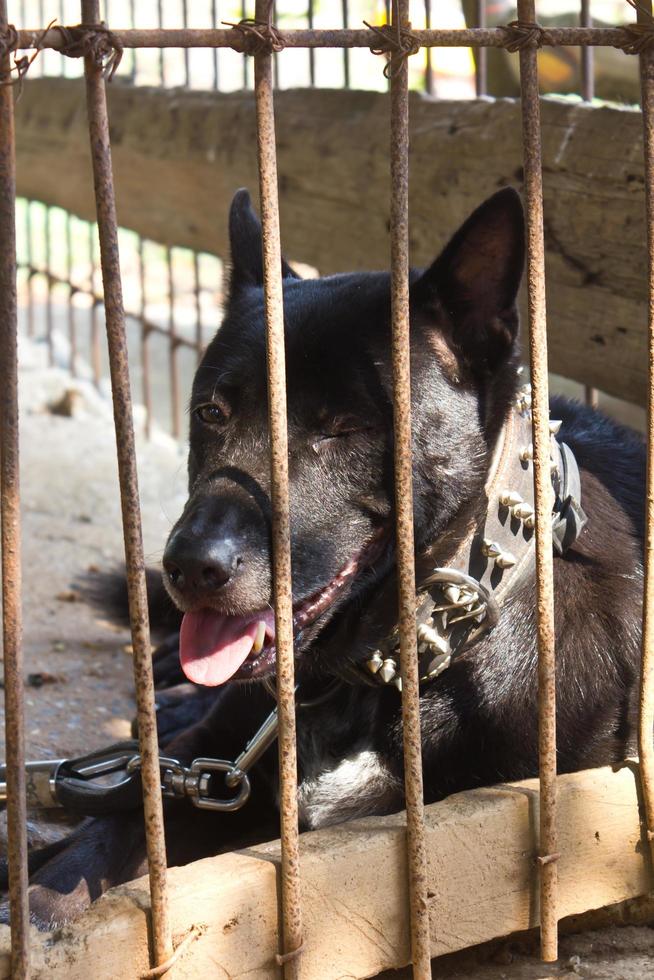 Black dog was left in the cage. photo