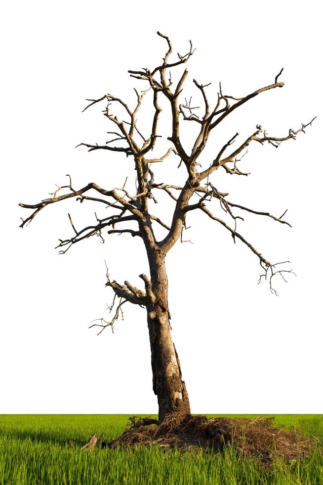 Isolated dead trees in rice fields. 7188764 Stock Photo at Vecteezy