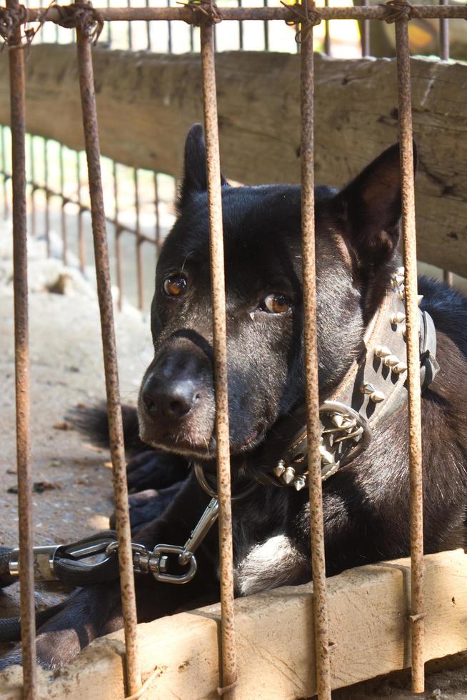 Black dog was left in the cage. photo