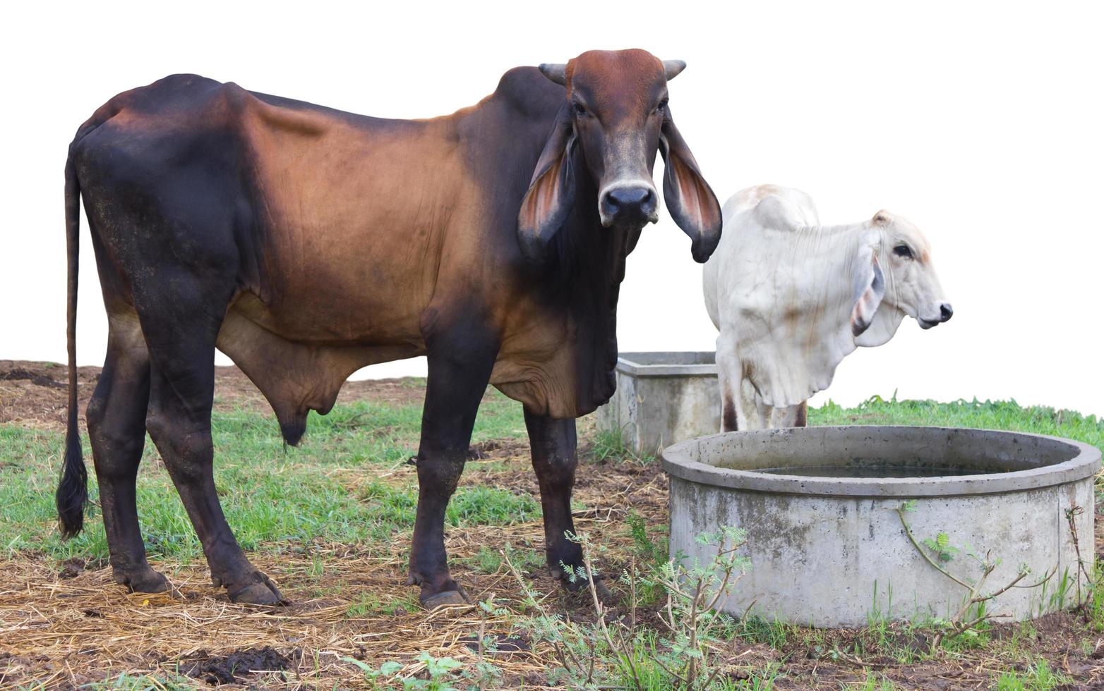 Cattle breeder of black and brown. photo