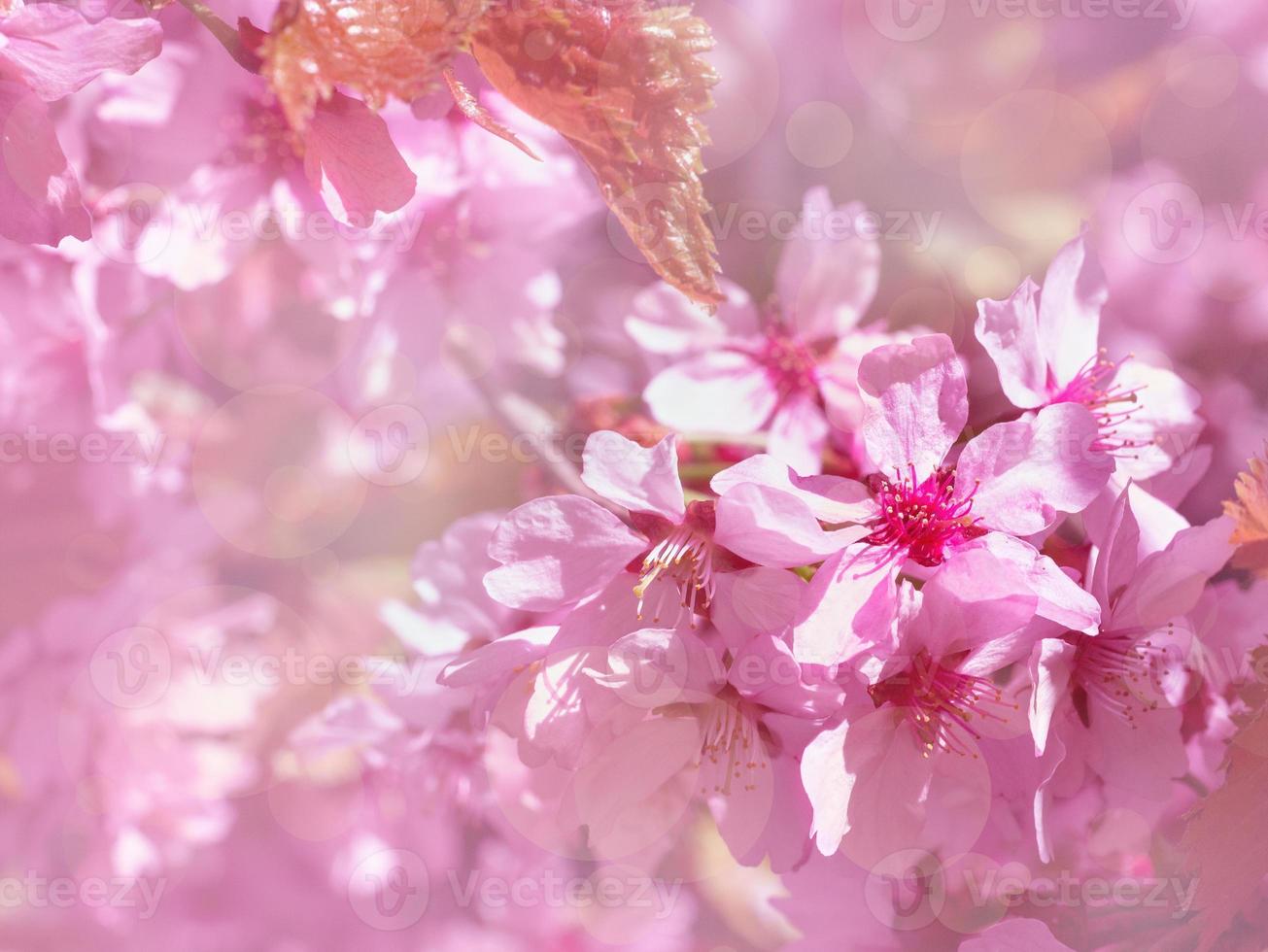 Beautiful branch of blossoming pink cherry in spring on floral background, sakura flowers in sunlight, copy space for text photo