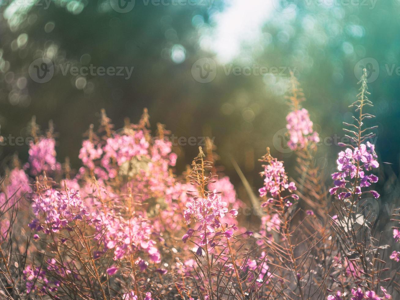 Flowers of fireweed in the soft sunlight of summer evening, image with bokeh and filters. Ivan-tea  in meadow, summer mood with dark toning. photo