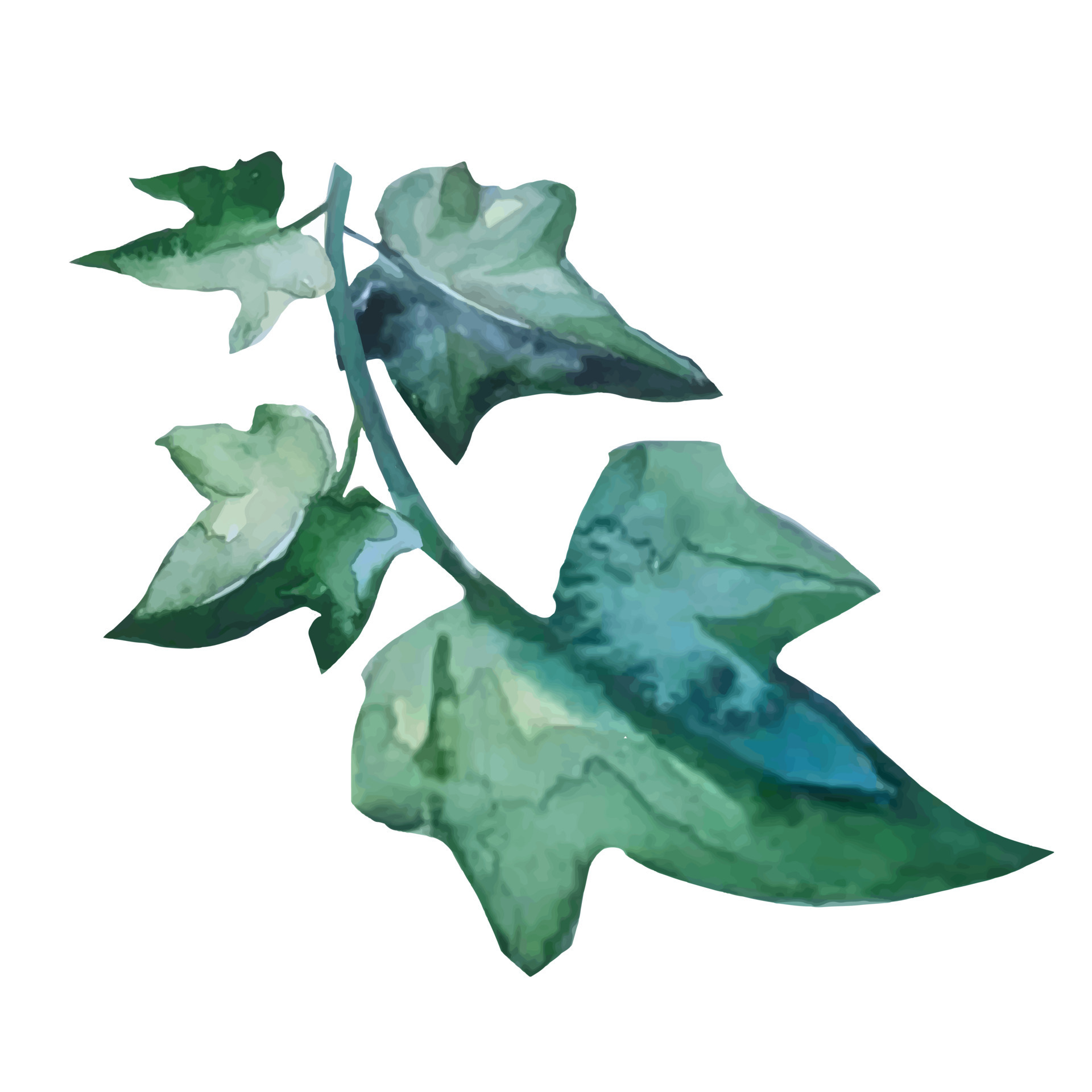 ivy plant with climbing branches, botanical illustration vector 7189369