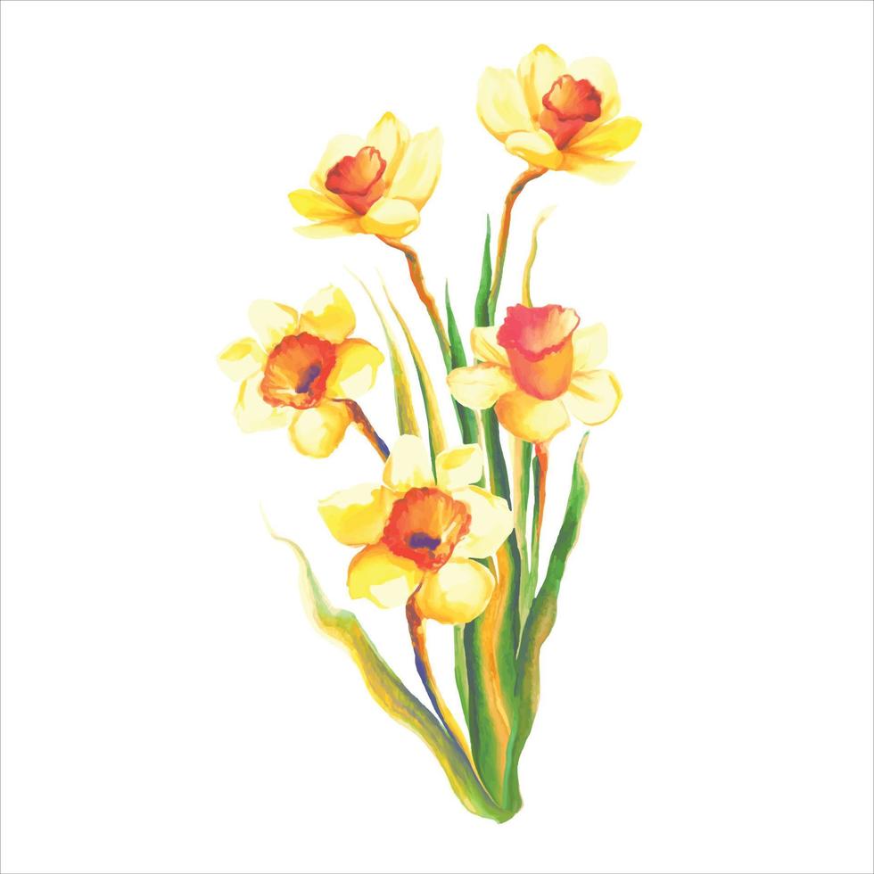 flor de narciso amarillo floreciente con hojas ilustración acuarela botánica vector