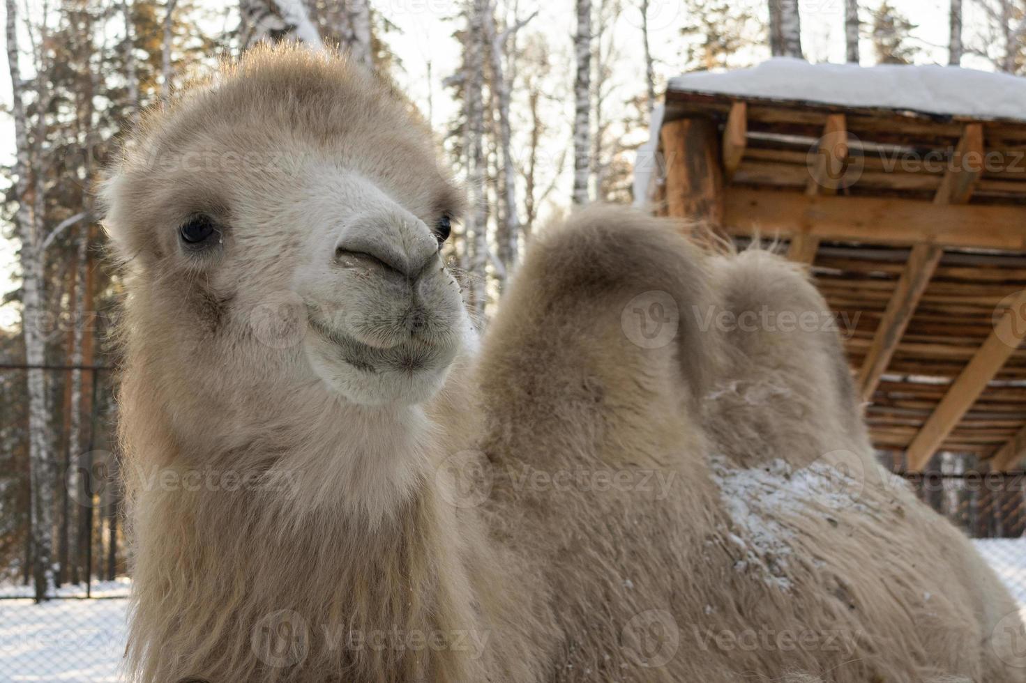 the muzzle of a light camel in close-up on a winter farm. photo