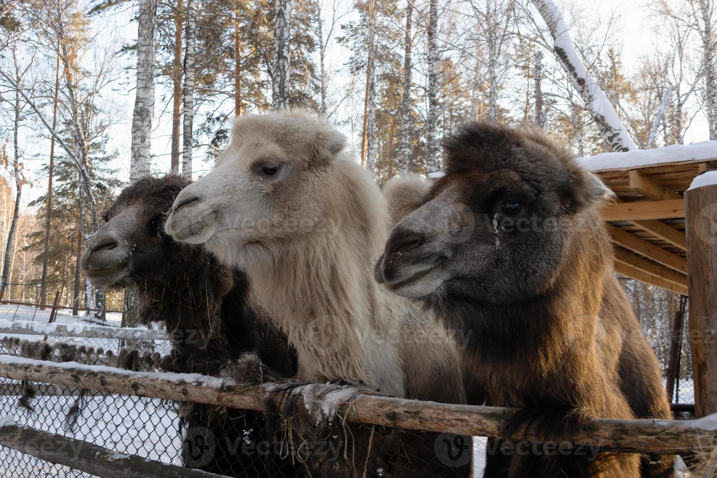 a group of brown and white camels in close-up on a winter farm. photo