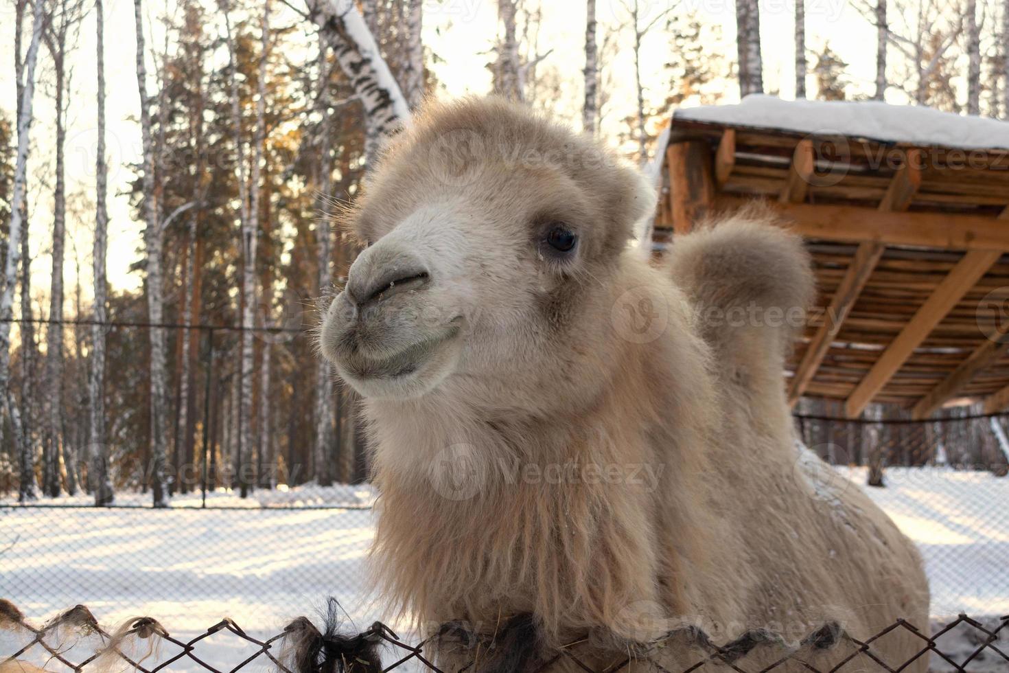 the muzzle of a light camel in close-up on a winter farm. photo