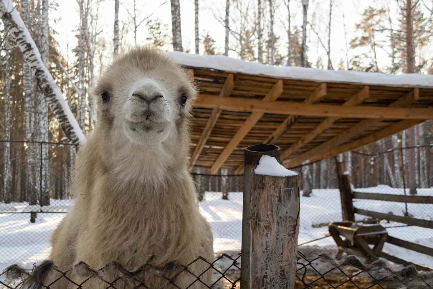 the muzzle of a light camel in close-up on a winter farm. photo